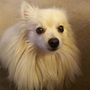 Meet your Posher, Sharon